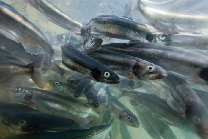 capelin fish live