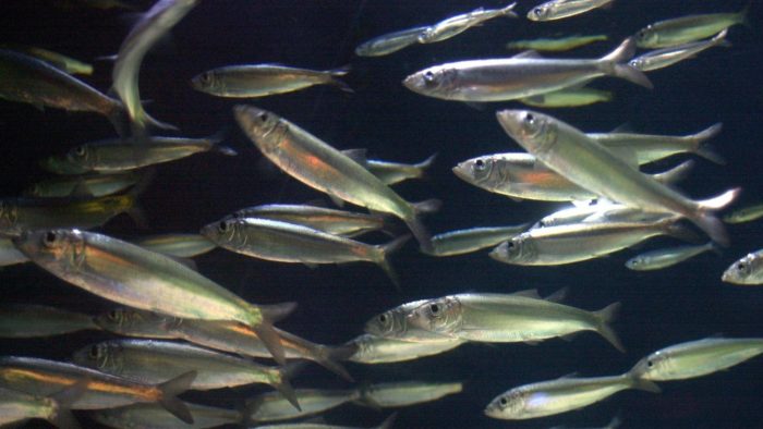 capelin fish live