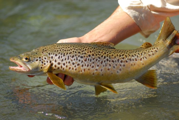 foto de peixe truta marrom