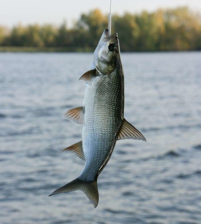 Fischen auf Rapfen