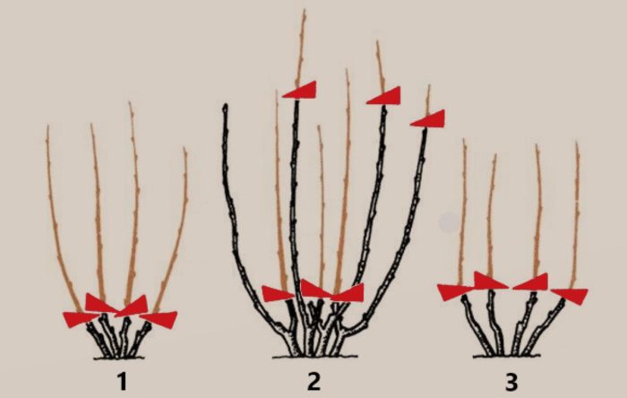 Pruning vesicle carp photo