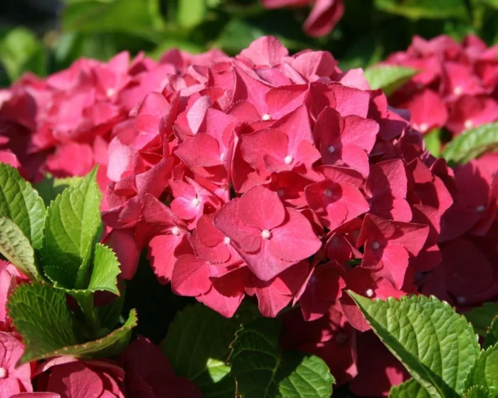 hortensia roja