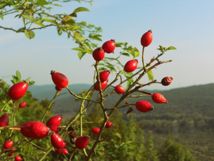 Wie sieht Hagebutte aus und wo wächst sie in der Natur?