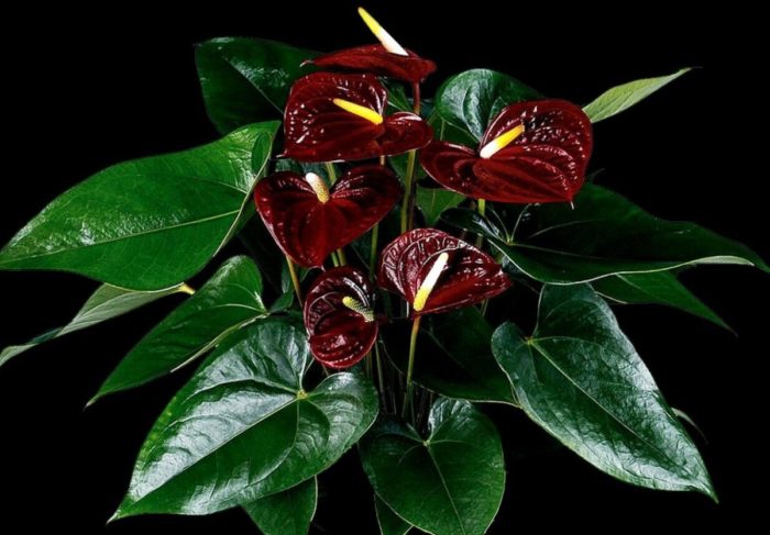 anthurium blomst beskrivelse og pleie hjemme, reproduksjon og sykdommer