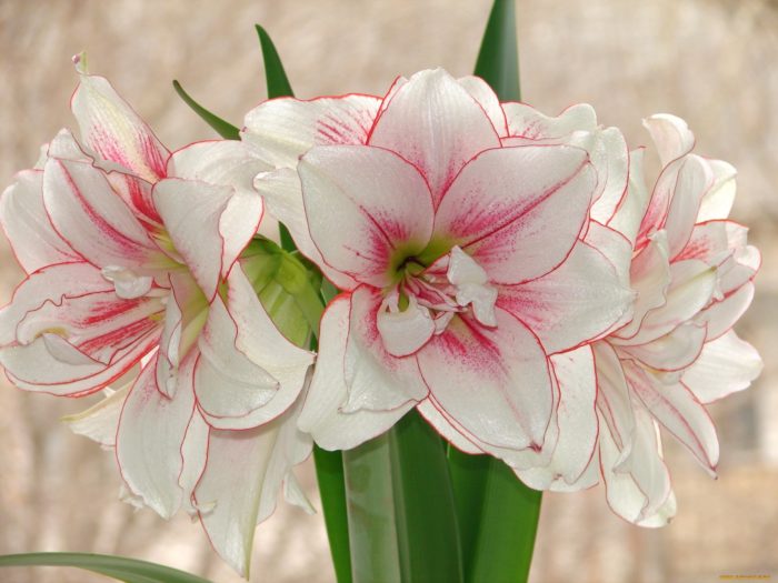 Descripción de la foto de hippeastrum.