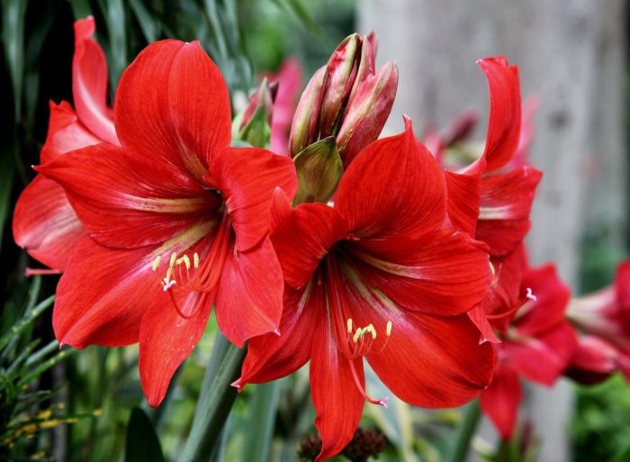 Beskrivning av hippeastrum foto