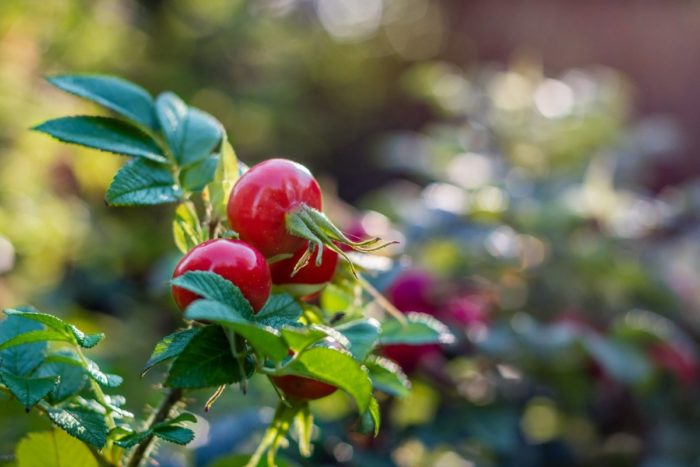 HVAD SER ROSEHIPPE UD, OG HVOR VOKSER I NATUREN foto