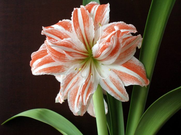 Paglalarawan ng hippeastrum