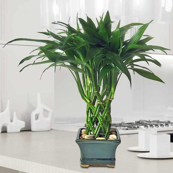 Dracaena znakovi i fotografija praznovjerja