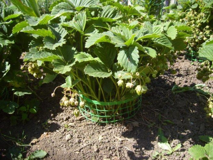 Geräte zum Befestigen von Erdbeeren Foto