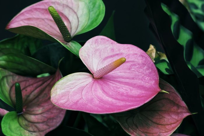 Mô tả hoa Anthurium