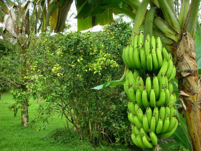 banán je bobule nebo ovoce