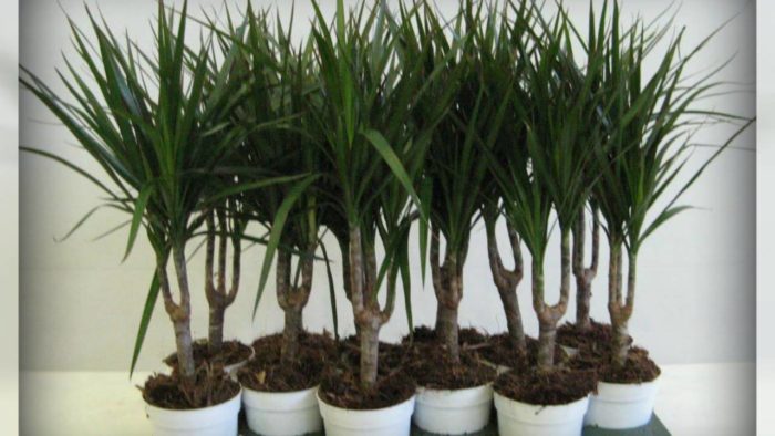 Sinais e superstições de Dracaena