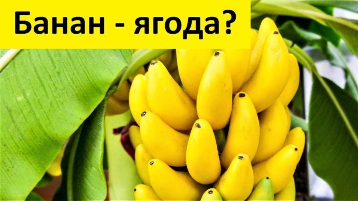 banán je fotografie bobule nebo ovoce