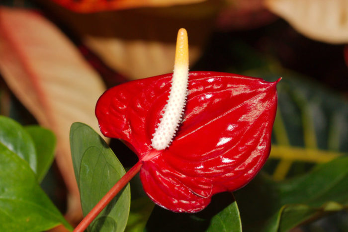 Beskrivning av Anthurium blomma foto