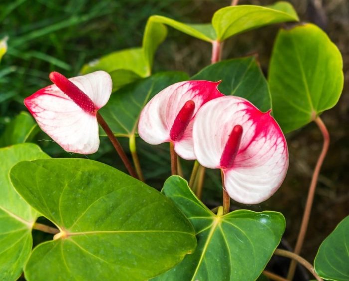 anthurium blomst beskrivelse og pleie hjemme, reproduksjon og sykdommer