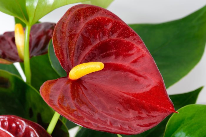 Popis fotografie květu Anthurium