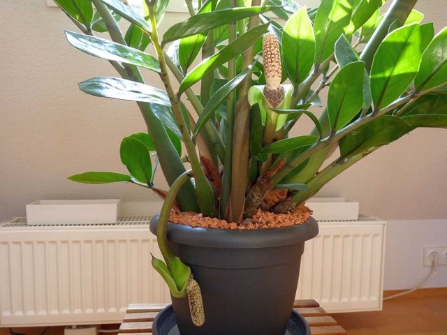 Foto von Zamioculcas (Dollarbaum)-Krankheiten