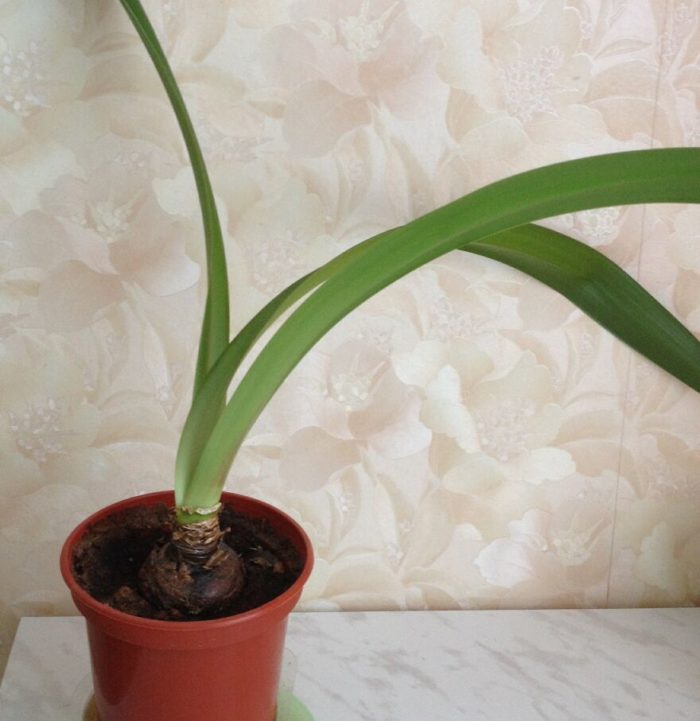 Per què no floreix l'amaryllis?