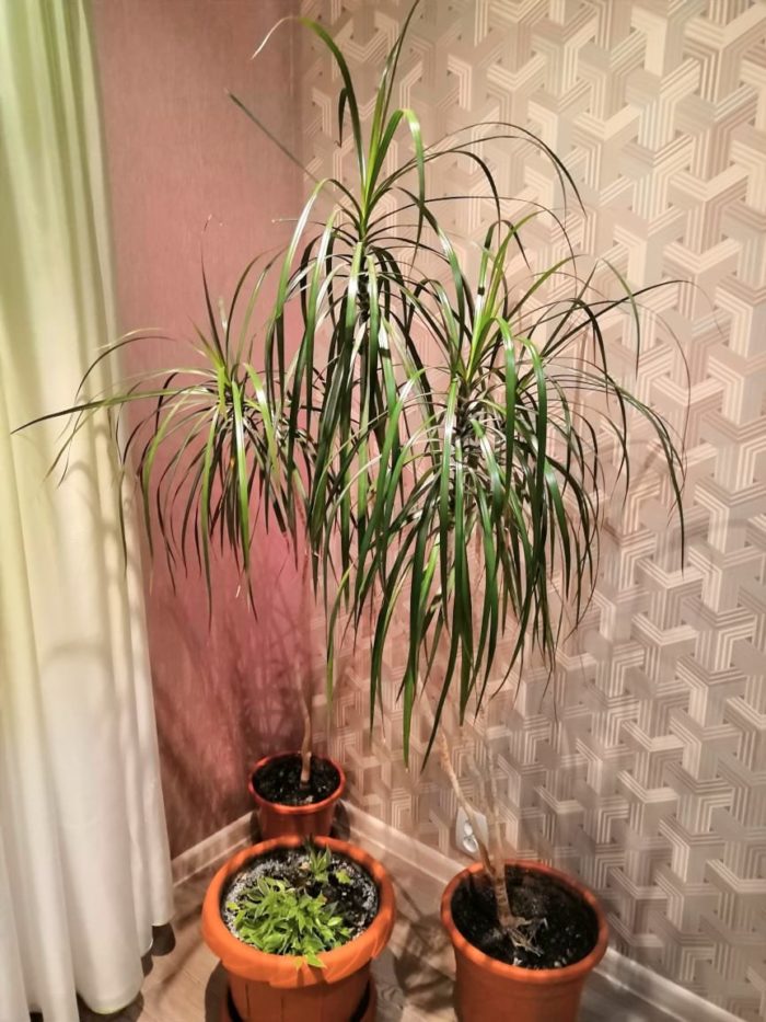 Dracaena-merkkejä ja taikauskoa kuva