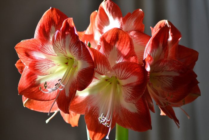 Fotografie rostoucí Amaryllis