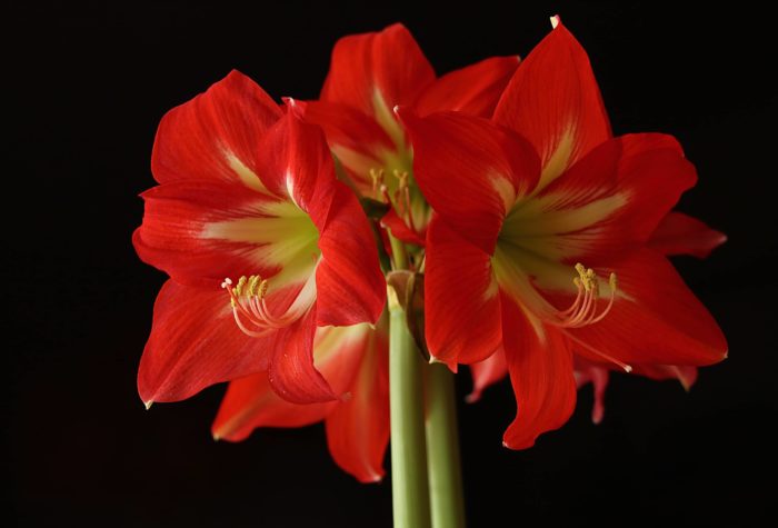 Beskrivning av hippeastrum foto