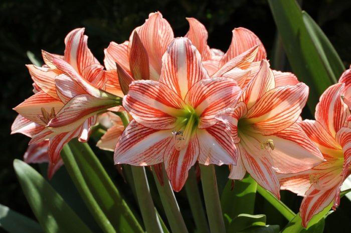 Popis hippeastrum