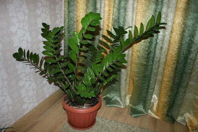 Zamioculcas 