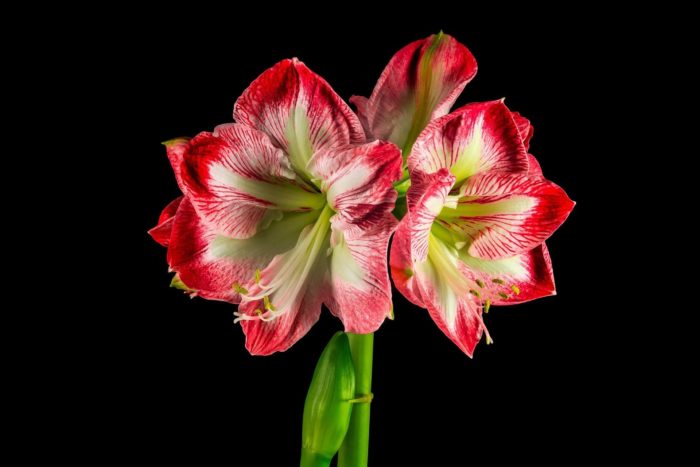 Fotografie rostoucí Amaryllis