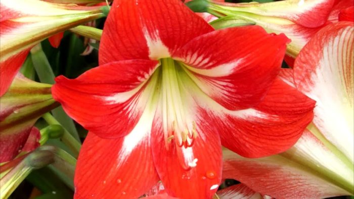 Beskrivning av hippeastrum foto