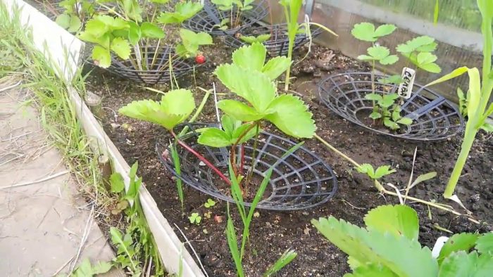 Vorrichtungen zum Einbinden von Erdbeeren