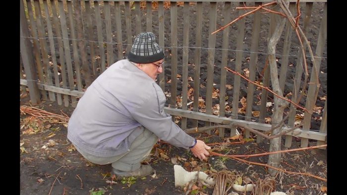 UVAS DE NIÑA (SILVESTRES) EN OTOÑO: ¿NECESITAS PODAR PARA EL INVIERNO Y CÓMO?